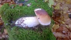 Klikni pro velký obrázek