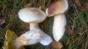 Klikni pro velký obrázek