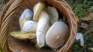 Klikni pro velký obrázek