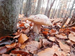 Klikni pro velký obrázek