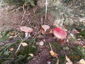 Klikni pro velký obrázek