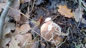 Klikni pro velký obrázek