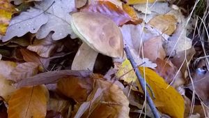 Klikni pro velký obrázek