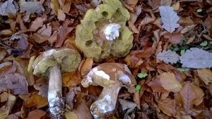 Klikni pro velký obrázek