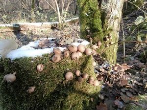 Klikni pro velký obrázek