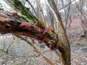 Klikni pro velký obrázek