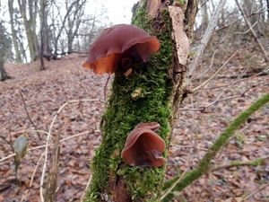 Klikni pro velký obrázek