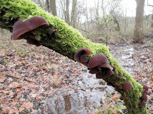 Klikni pro velký obrázek