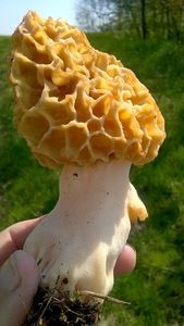 Klikni pro velký obrázek