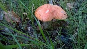 Klikni pro velký obrázek