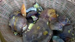 Klikni pro velký obrázek