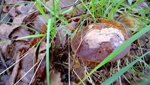 Klikni pro velký obrázek