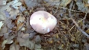 Klikni pro velký obrázek