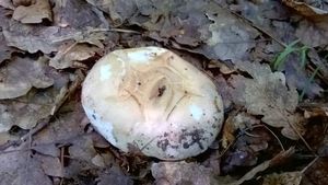 Klikni pro velký obrázek