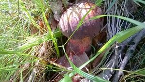 Klikni pro velký obrázek