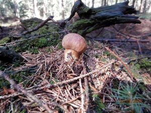 Klikni pro velký obrázek