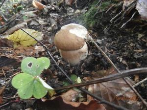 Klikni pro velký obrázek