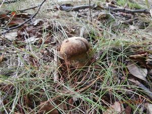 Klikni pro velký obrázek