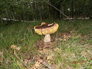 Klikni pro velký obrázek