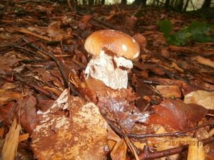 Klikni pro velký obrázek