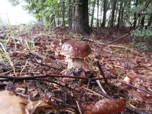 Klikni pro velký obrázek