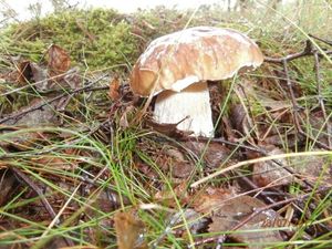 Klikni pro velký obrázek