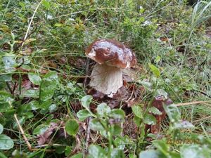 Klikni pro velký obrázek