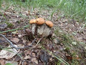 Klikni pro velký obrázek