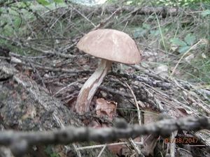 Klikni pro velký obrázek