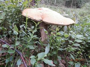 Klikni pro velký obrázek