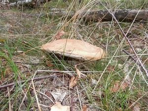 Klikni pro velký obrázek