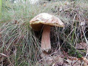 Klikni pro velký obrázek