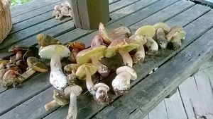 Klikni pro velký obrázek