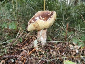 Klikni pro velký obrázek