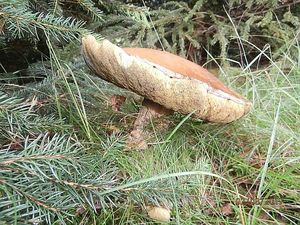 Klikni pro velký obrázek