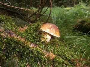 Klikni pro velký obrázek