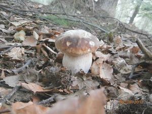 Klikni pro velký obrázek