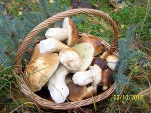 Klikni pro velký obrázek