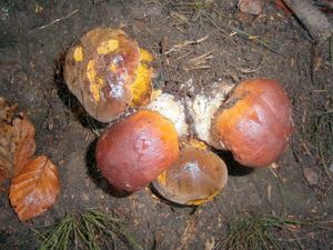 Klikni pro velký obrázek