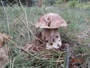 Klikni pro velký obrázek