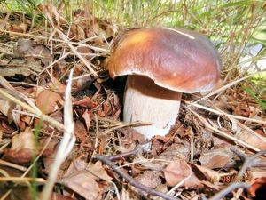 Klikni pro velký obrázek