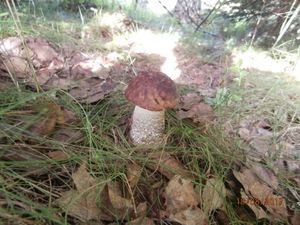 Klikni pro velký obrázek