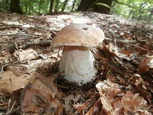 Klikni pro velký obrázek