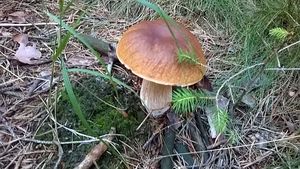 Klikni pro velký obrázek