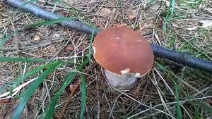 Klikni pro velký obrázek