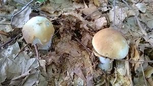 Klikni pro velký obrázek