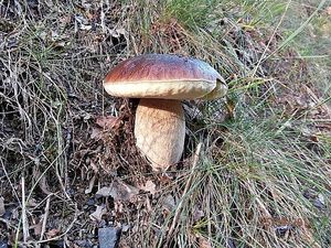 Klikni pro velký obrázek