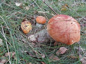 Klikni pro velký obrázek