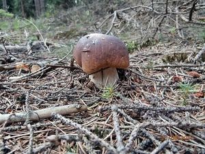 Klikni pro velký obrázek