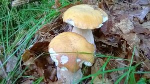 Klikni pro velký obrázek